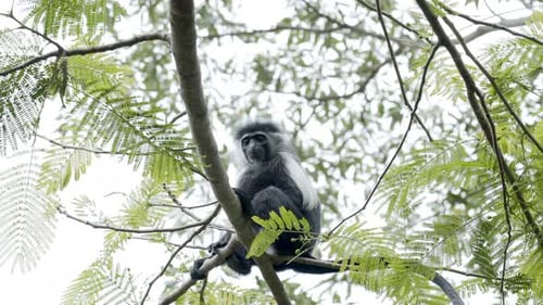 Colobus monkey sitted on a tree