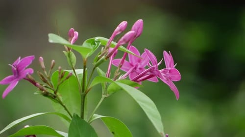 A close-up of a purple flower. Pink and purple flowers in focus