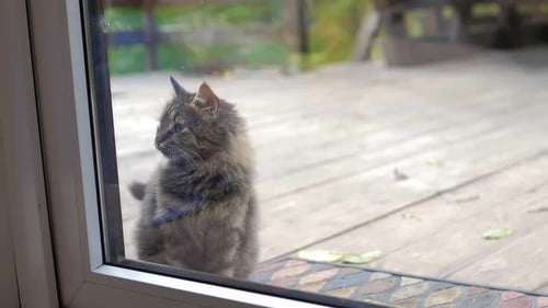 Fluffy Cat Waiting by the Window