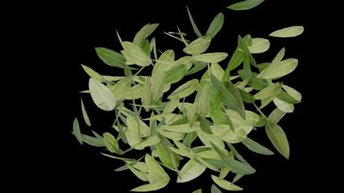 Natural Green Leaves Alpha Channel Transition