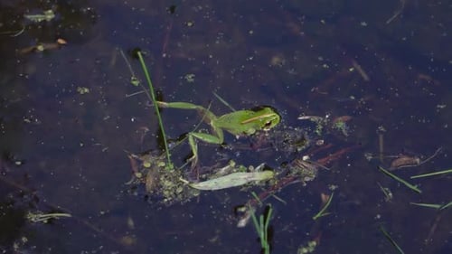 Grüner Laubfrosch im Teich in der Natur in Zeitlupe