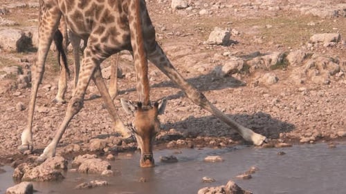 Beautiful drinking giraffe