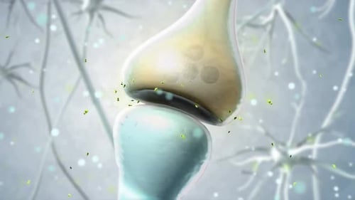 Brain Neuron Synapse and Analgesic Inhibitory Effect