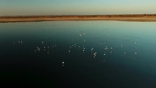 Aerial View of Birds Flying Over Water