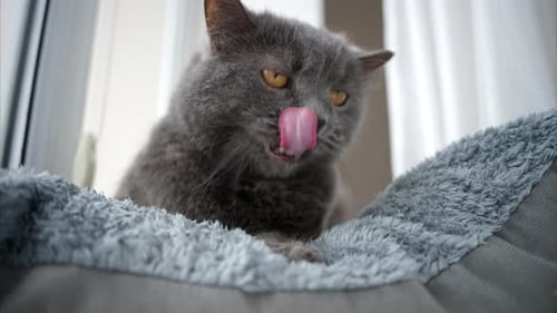 Gray Cat Licking Paw in Cozy Bed