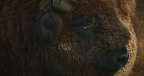 Bison européen ou bonasus de bison