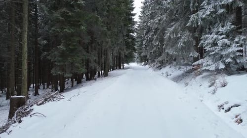 Aerial forward view of snowy winter road lined with pine trees