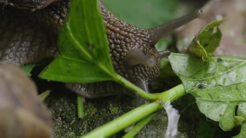 Schleimige Schnecke, die mit grünen Blättern auf dem Boden kriecht.