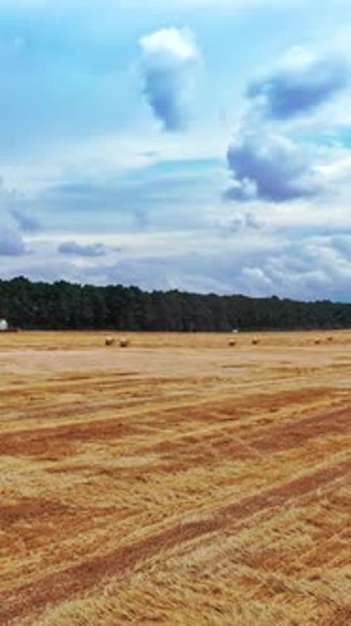 Field Landscape With Haystacks. Rural landscape field meadow with hay bales after harvest