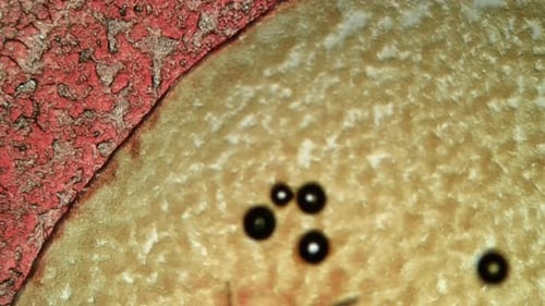 Microscopic Organic Cells and Textured Surface Zoom Out