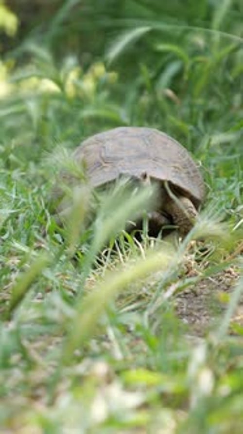 Curious Greek Tortoise Walking Towards Camera