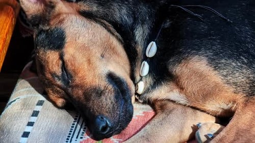 Close-Up of a Dog Sleeping and Relaxing in the Sunshine