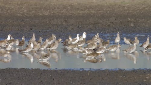 Ruff birds resting in pool