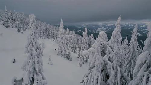 Snowy Forest Trees in Cold Winter
