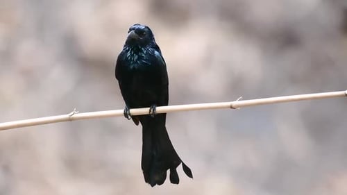 The Hair-crested Drongo or is a bird in Asia from the family Dicruridae which was conspecific with D