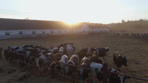 Dairy farm in the countryside. Cows in the stall. Sunset.