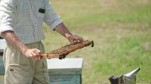 Beekeeper in protective hat shakes the bees off the frame.