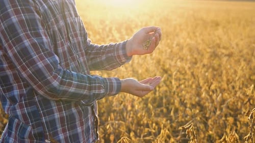 Close Up of Young Farmer with Soybean Seed in His Hands at Sunset