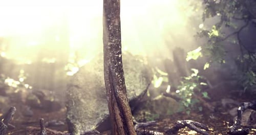 Sunlight Filtering Through Trees in a Tranquil Forest Setting