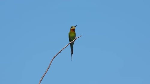 Seen on the tip of a twig looking around for some bees to eat flying by and the background is super