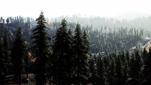 Sunset in the Mountains with Forest and Shining Sun