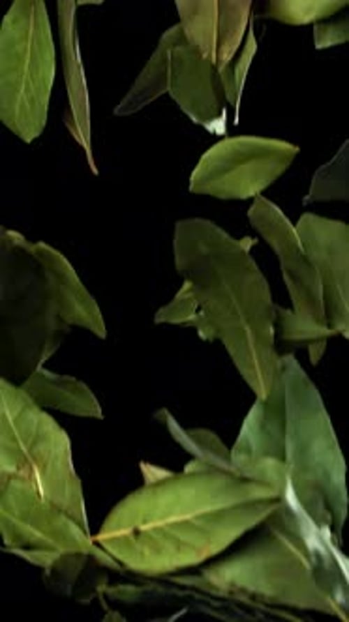 Bay Leaves Fall Down Filmed on a Highspeed Camera at 1000 Fps