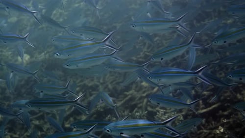 Shoal of Blue Striped Fish in the Deep Ocean Waters