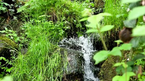 Fresh water splashes down a little cascade with rocks full of moss amidst beautiful green plants. Sl