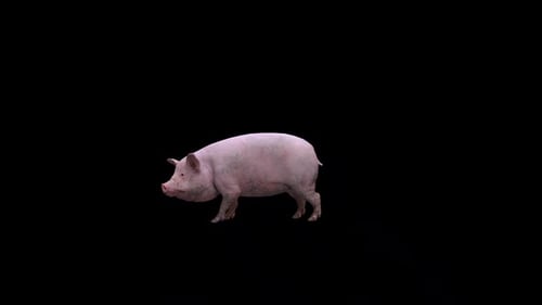 Realistic Animated Pig Foraging