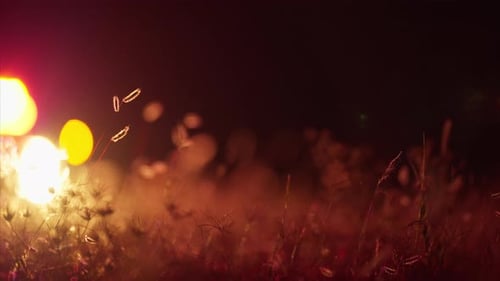 Police Car Lights at Night with Bokeh Effect on Grass in Foreground