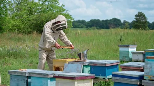 Beekeeper Inspecting Honeycomb at Beehives in Rural Field