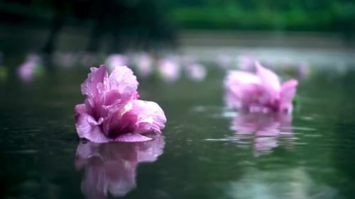 Water Drop Falling