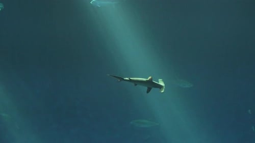 Hammerhead Shark Swimming Past Other Fish into the Depths of the Blue Sea