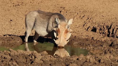 Warthog Drinking At A Muddy Waterhole