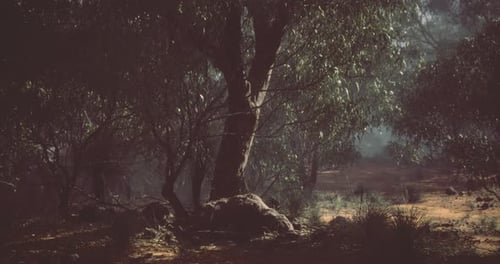 Sunlight Filters Through Trees in a Tranquil Forest Setting