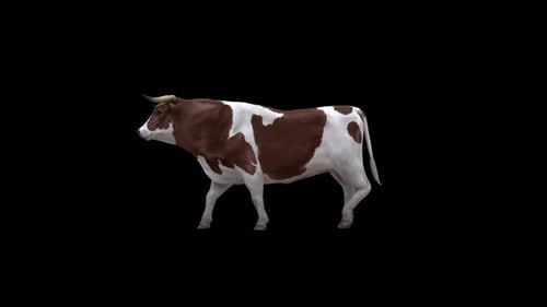 Bull Walk-Rundweg