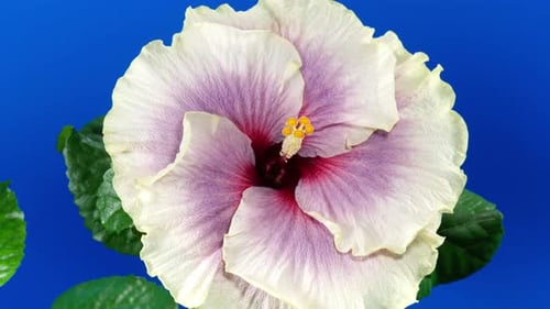 Blooming hibiscus flower time lapse on blue backdrop