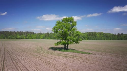 Orbiting flight around the lonely tree in the summer field