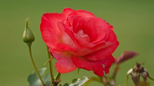 Beautiful Aachener Dom Rose flower - Close Up shot against green blurred background