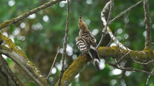Filmmusik Ansicht des Eurasischen Wiedehopfs, Wildtiere im tiefen Wald