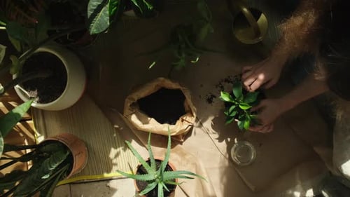 Home Gardening Woman Planting Plant in Pot