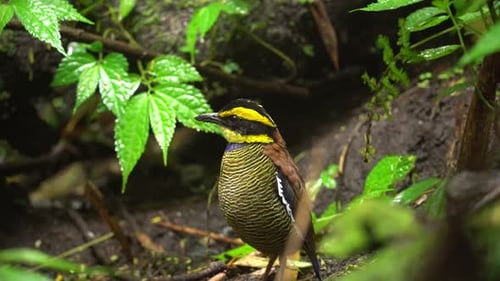 Barred Forest Rail Standing in Tropical Forest