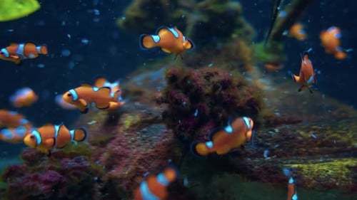 Clownfish. Aquarium with beautiful whale sharks and a variety of fish swimming in the main tank.