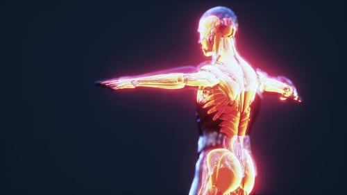 Digital Scan of Human Muscular System