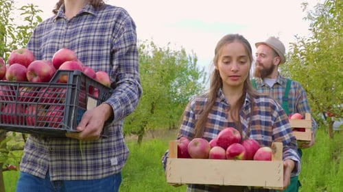 Front View Tracking Shot One Unrecognizable Man Woman Garden Crates of Ripe Red Juicy Apples Smile