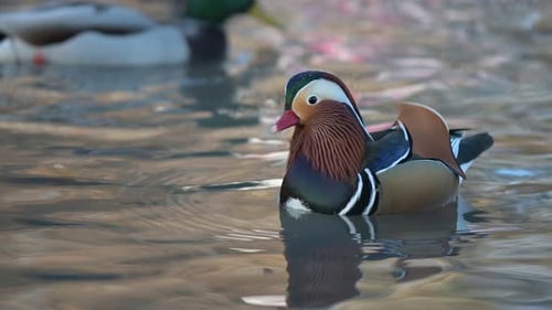 Nahaufnahme männliche Mandarinenente Aix galericulata, schwimmend