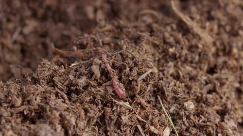 Hand Holds Rich Compost with Earthworm