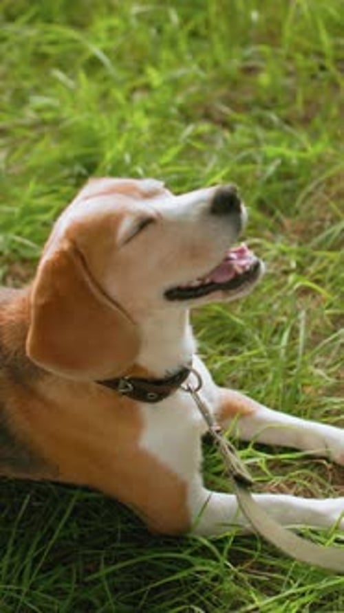 Relaxed Dog Outdoors Tranquil Beagle Lying Comfortably in Lush Outdoor Grass Area Serene Beagle