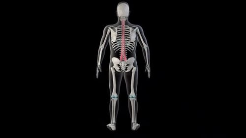 Animated 3D Human Skeleton with Highlighted Spinal Cord