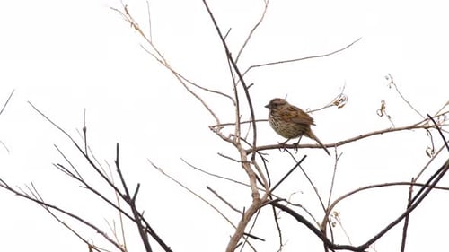 Small Bird Sitting on Tree Branch